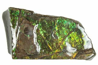 Iridescent Ammolite (Fossil Ammonite Shell) - Rainbow Colors #293339