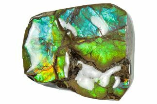 Iridescent Ammolite (Fossil Ammonite Shell) - Rainbow Colors #293342