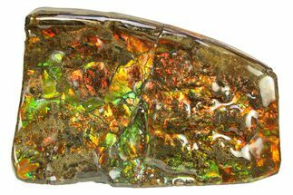 Flashy Ammolite (Fossil Ammonite Shell) - Red & Green! #293308