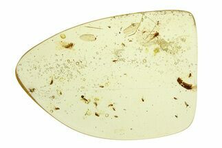 Polished Colombian Copal ( g) - Contains Several Flies! #293557