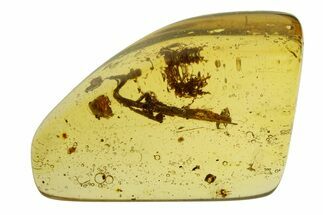 Polished Colombian Copal ( g) - Contains Ant, Mite & Aphid! #293574