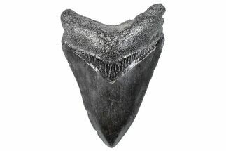 Fossil Megalodon Tooth - South Carolina #293862