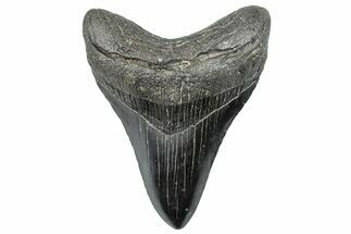 Fossil Megalodon Tooth - South Carolina #293865