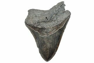 Partial Fossil Megalodon Tooth - South Carolina #293885