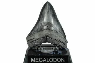 Serrated, Fossil Megalodon Tooth - South Carolina #293897