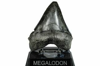 Serrated, Fossil Megalodon Tooth - South Carolina #293898