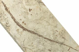 Fossil Pipefish (Syngnathus) - California #293914
