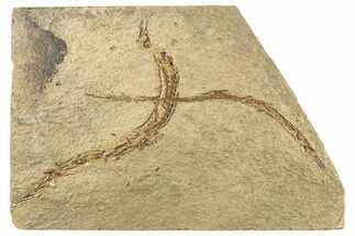 Plate of Fossil Pipefish (Syngnathus & Hipposyngnathus) #293919