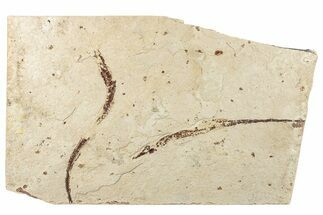 Plate of Partial Fossil Pipefish (Syngnathus & Hipposyngnathus) #293921