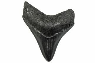 Serrated, Juvenile Megalodon Tooth - South Carolina #293923