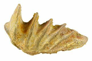 Cretaceous Lungfish (Ceratodus) Tooth Plate - Morocco #294024