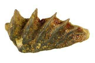 Cretaceous Lungfish (Ceratodus) Tooth Plate - Morocco #294035