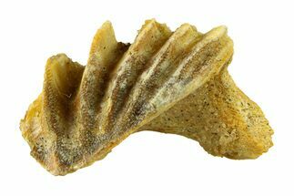 Cretaceous Lungfish (Ceratodus) Tooth Plate - Morocco #294040