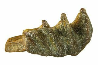 Cretaceous Lungfish (Ceratodus) Tooth Plate - Morocco #294044