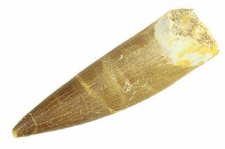 Fossil Plesiosaur (Zarafasaura) Tooth - Morocco #293212