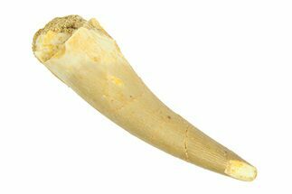Fossil Plesiosaur (Zarafasaura) Tooth - Morocco #293232