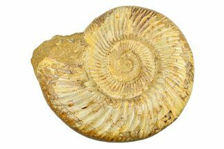 Polished Jurassic Ammonite (Kranosphinctes) - Madagascar #293942