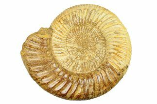 Polished Jurassic Ammonite (Kranosphinctes) - Madagascar #293943