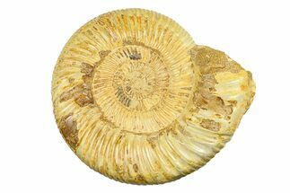 Polished Jurassic Ammonite (Kranosphinctes) - Madagascar #293945