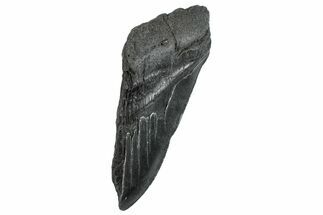 Partial Fossil Megalodon Tooth - South Carolina #293952