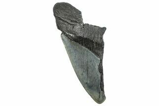 Partial Fossil Megalodon Tooth - Serrated Edge #293956