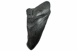 Partial Fossil Megalodon Tooth - South Carolina #293964