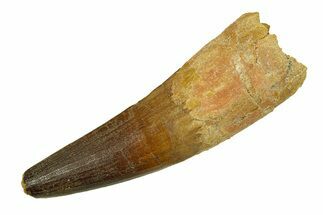 Real Fossil Spinosaurus Tooth - Nice Enamel Preservation #294118