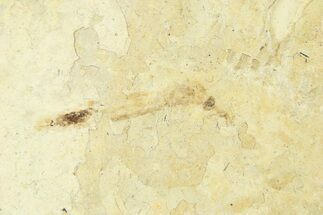 Detailed Fossil Crane Fly (Tipula) - France #294123