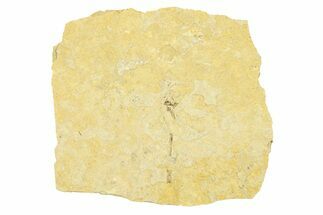 Partial Fossil Crane Fly (Tipula) - France #294138