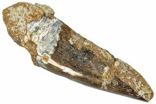 Fossil Spinosaurus Tooth - Real Dinosaur Tooth #294013
