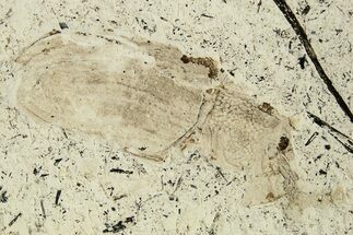 Fossil True Weevil (Curculionidae) Beetle - France #294146
