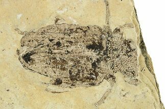 Fossil True Weevil (Curculionidae) Beetle - France #294147