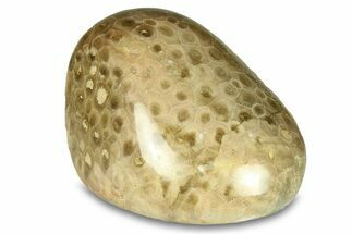 Large, Polished Petoskey Stone (Fossil Coral) - Michigan #293401