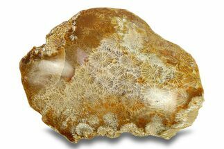 Polished Fossil Coral Head - Indonesia #293821