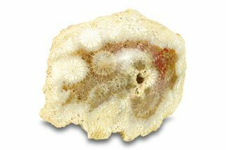 Polished Fossil Coral Head - Indonesia #293826