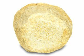 Fossil Crusher Fish (Eodiaphyodus) Mouth Plate -Morocco #294185