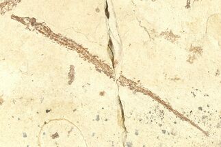 Fossil Pipefish and Juvenile (Syngnathus) - California #294272