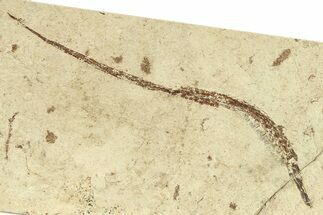 Fossil Pipefish (Hipposyngnathus) - California #294308