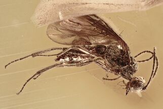 Detailed Fossil Parasitoid Wasp (Braconidae) In Baltic Amber #294327