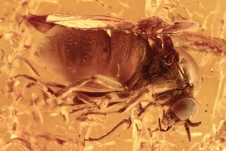 Fossil Black Fly (Simuliidae) In Baltic Amber - Blood Feeding Female #294342