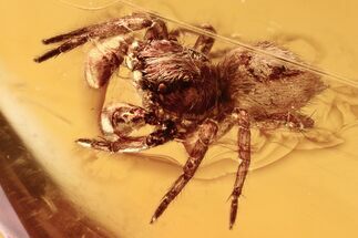 Detailed Fossil Jumping Spider (Salticidae) In Baltic Amber #294343