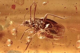 Fossil True Bug (Heteroptera) and Wasp (Scelionidae) In Baltic Amber #294361