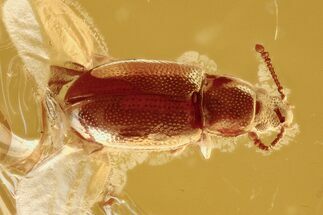 Detailed Silken Fungus Beetle (Atomaria) in Baltic Amber #294265