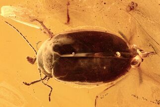 Detailed Fossil Marsh Beetle (Elodes) in Baltic Amber - Rare! #294269