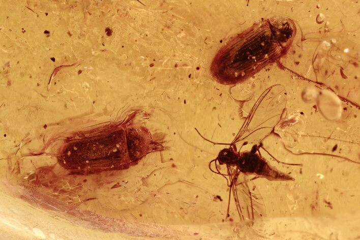 Fossil Beetles (Ptinidae) & Flies (Diptera) in Baltic Amber (#294274 ...