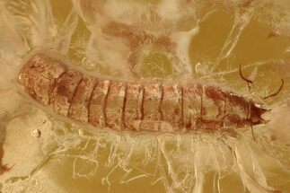 Two Fossil Beetle Larvae (Coleoptera) in Baltic Amber #294287