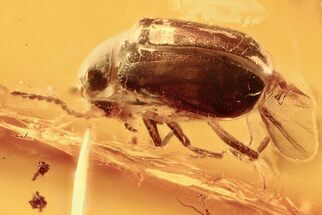 Fossil Soft-Winged Flower Beetle (Melyridae) in Baltic Amber #294289