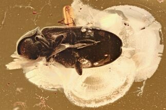 Detailed Fossil Beetle (Microbregma) in Baltic Amber #294302