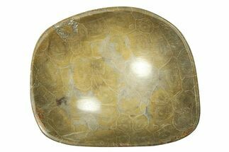 Polished Fossil Coral (Actinocyathus) Dish - Morocco #294068