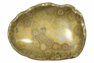 Polished Fossil Coral (Actinocyathus) Dish - Morocco #294071